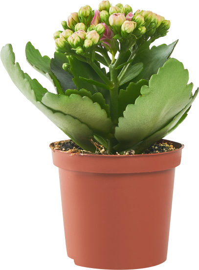 Каланхое одноцветное Блосфелдиана ø7 h15 см