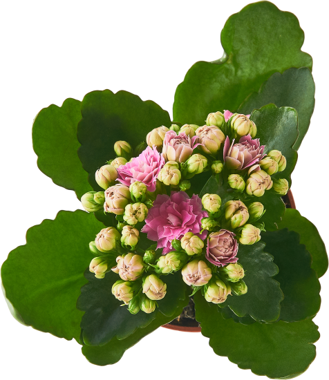 Каланхое одноцветное Блосфелдиана ø7 h15 см