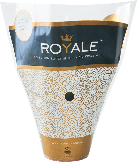 Каланхое одноцветное Блосфелдиана ø7 h15 см