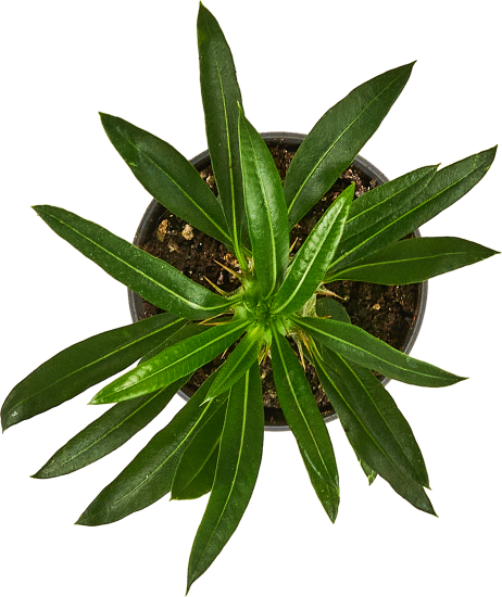 Пахиподиум Ламери ø6 h15 см