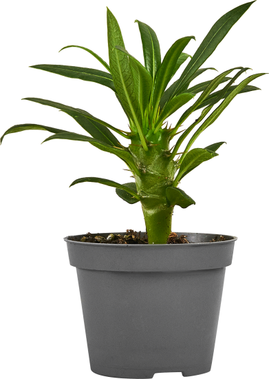 Пахиподиум Ламери ø6 h15 см