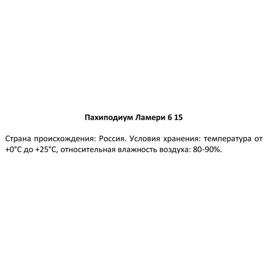 Пахиподиум Ламери ø6 h15 см