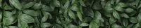 Стеновая панель Botanical Gar 300x0.4x60 см алюминий цвет зеленый