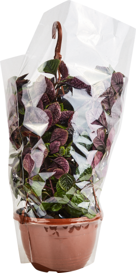 Плектрантус Нико ø21 h60 см