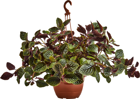 Плектрантус Нико ø21 h60 см