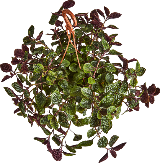 Плектрантус Нико ø21 h60 см