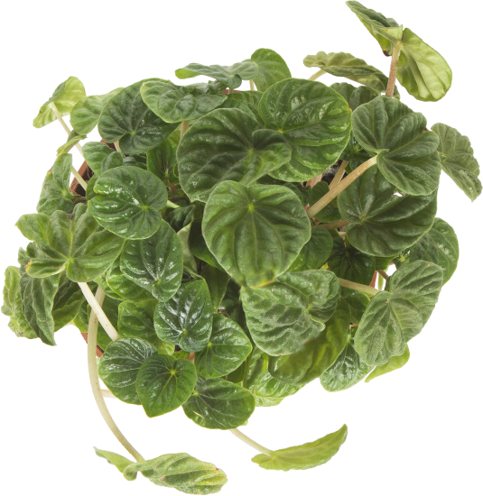 Пеперомия Лилиан 12x35 см