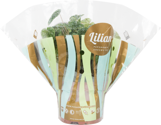 Пеперомия Лилиан 12x35 см