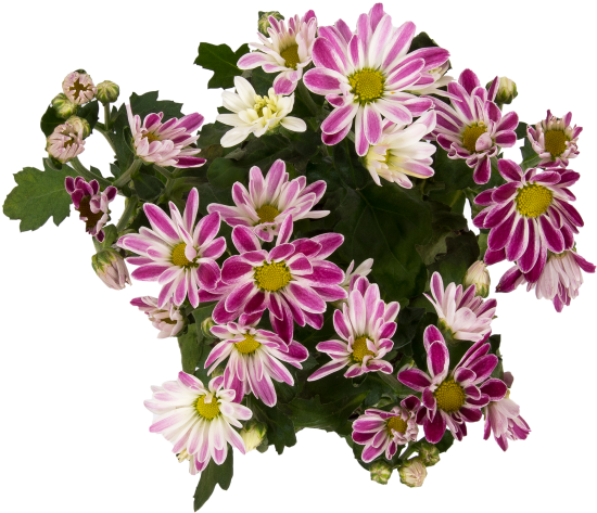 Хризантема микс 12x25 см