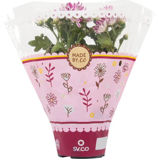 Хризантема микс 12x25 см