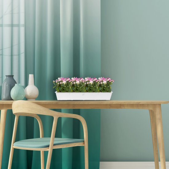 Хризантема микс 12x25 см