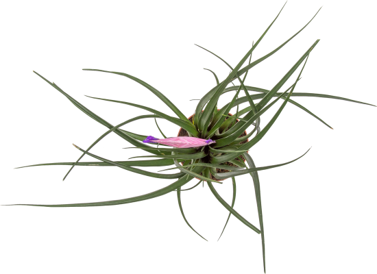 Тилландсия Анита D9 H22-30 см