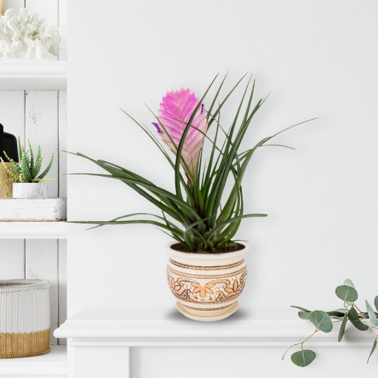 Тилландсия Анита D9 H22-30 см