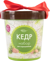 Кедр в горшке