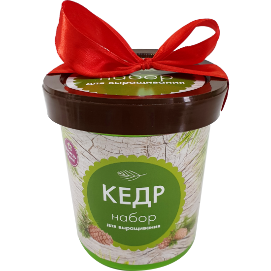 Кедр в горшке
