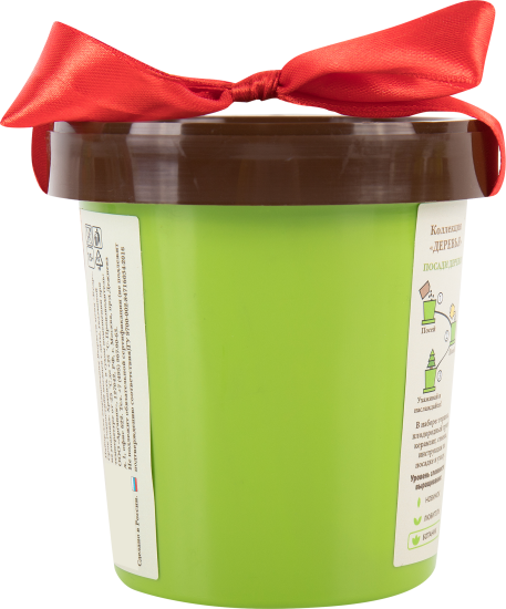 Кедр в горшке