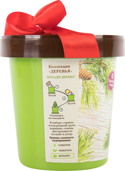 Кедр в горшке