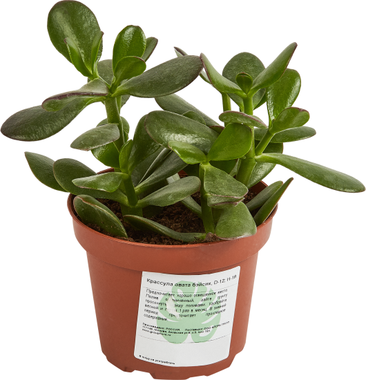 Крассула Овата Бэйсик ø12 h15 см