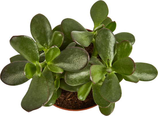 Крассула Овата Бэйсик ø12 h15 см