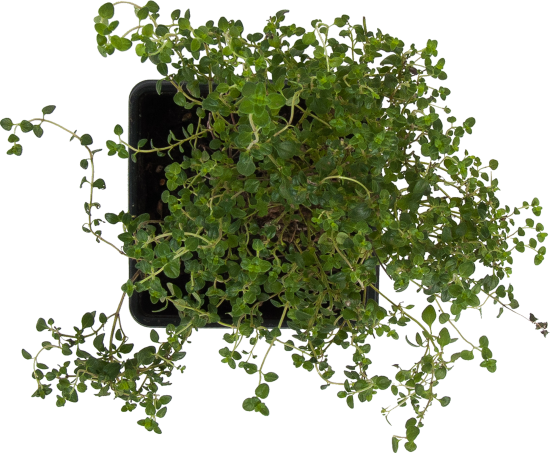 Тимьян ø9 h15 см