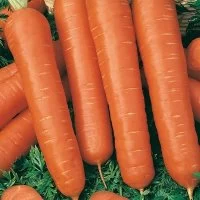 Семена Морковь Тушон Agroni
