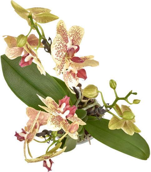 Орхидея Фаленопсис промо микс 3 стебля ø12 h60 см