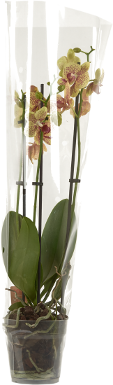 Орхидея Фаленопсис промо микс 3 стебля ø12 h60 см