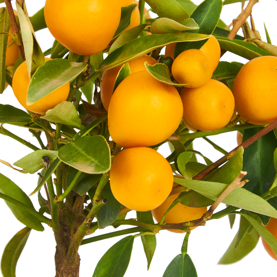 Цитрус Лимон ø12 h30 см