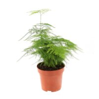 Аспарагус Сетацеус 12x20-50 см