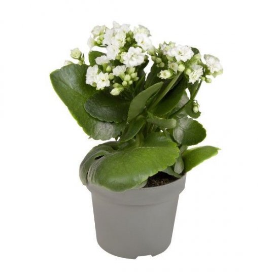 Каланхое Гуди микс ø10.5 h22.5 см