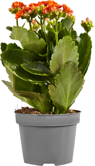 Каланхое Гуди микс ø10.5 h22.5 см