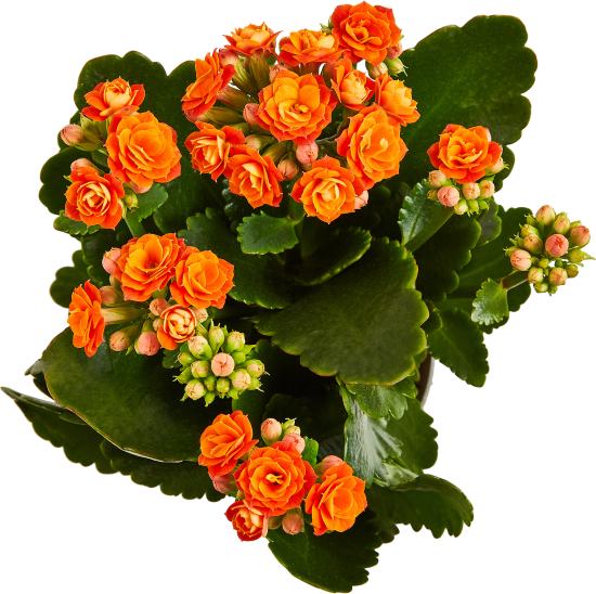 Каланхое Гуди микс ø10.5 h22.5 см