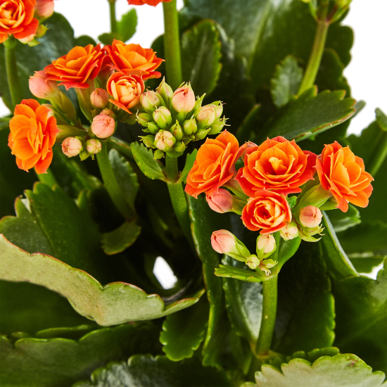 Каланхое Гуди микс ø10.5 h22.5 см