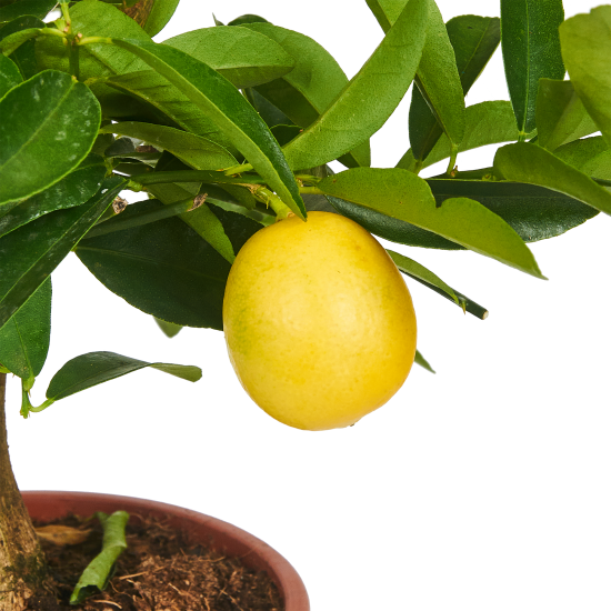 Цитрофортунелла Флоридана Лаймкват Лимон ø14 h35 см