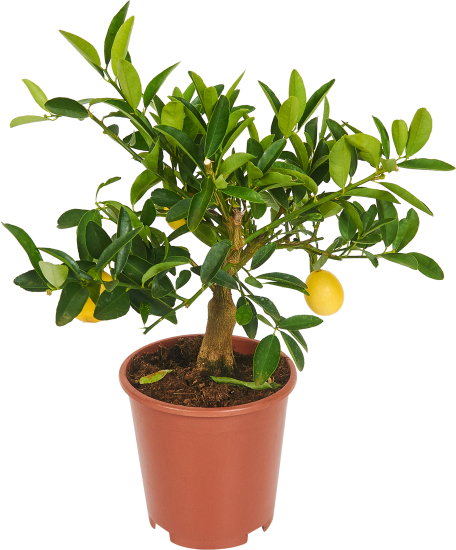 Цитрофортунелла Флоридана Лаймкват Лимон ø14 h35 см