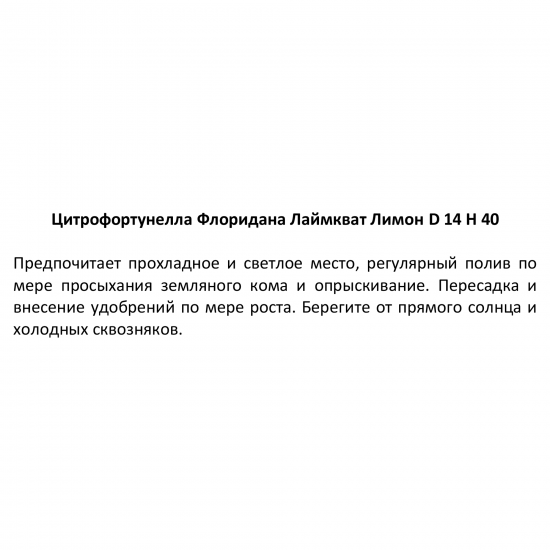 Цитрофортунелла Флоридана Лаймкват Лимон ø14 h35 см
