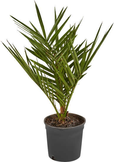 Финик Канарский ø14 h50 см