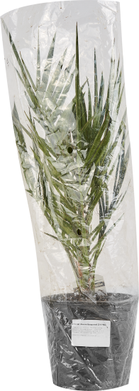 Финик Канарский ø14 h50 см