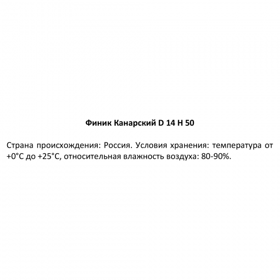 Финик Канарский ø14 h50 см