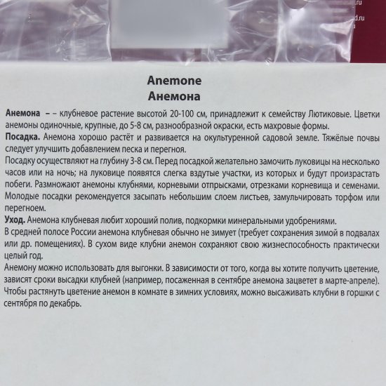 Анемоны корончатые, высота 20 см, 1 шт.