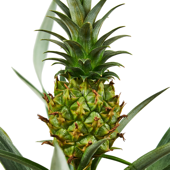 Ананас ø12 h35 см