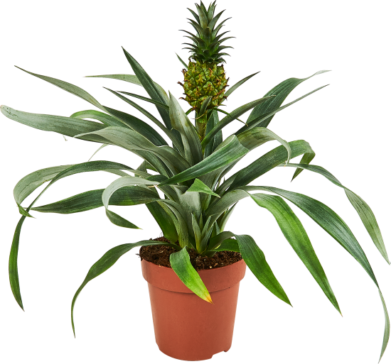 Ананас ø12 h35 см