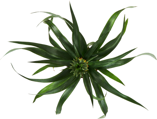 Ананас ø12 h35 см