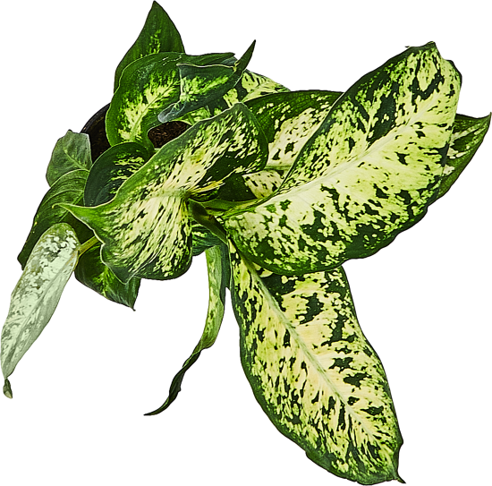 Диффенбахия ø10.5 h8 см