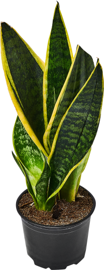 Сансевиерия ø10.5 h8 см