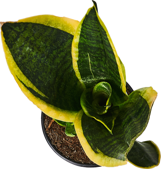 Сансевиерия ø10.5 h8 см