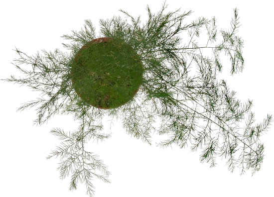 Аспарагус микс d11 h20