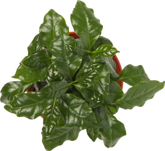 Кофе аравийское d13 h25