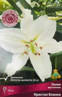 Лилия восточная Кристал Бланка 1 шт.
