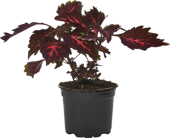 Колеус ø12 h25 см